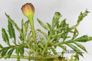 A shoot of French marigold, Tagetes patula L. (Compositae), with leaf damage caused by the feeding of French marigold thrips, Neohydatothrips samayunkur (Thysanoptera: Thripidae). Creator: Nicholas A. Martin. © Plant & Food Research. [Image: 2SJD]
