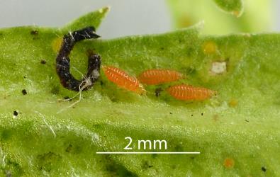 Two mature larvae and a prepupa of French marigold thrips, Neohydatothrips samayunkur (Thysanoptera: Thripidae) on a French marigold, Tagetes patula L. (Compositae), leaf: note the prepupa (left) has short wing buds. Creator: Nicholas A. Martin. © Plant & Food Research. [Image: 2SJH]