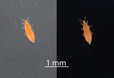 Two images of a larval French marigold thrips, Neohydatothrips samayunkur (Thysanoptera: Thripidae). Creator: Nicholas A. Martin. © Plant & Food Research. [Image: 2SJI]