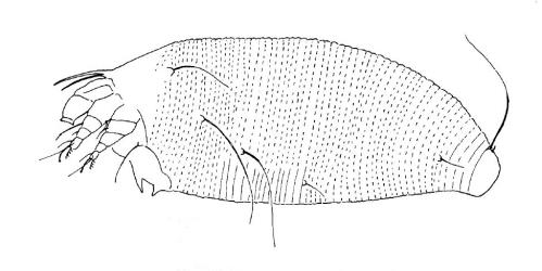 Drawing of side view of an adult Dicksonia gall mite, Aceria gersoni (Acari: Eriophyidae). The adult mite is very tiny, 0.156-0.170 mm long. Creator: Dave Manson. © Drawing published in Fauna of New Zealand 1984, vol. 5, fig. 177. [Image: 2SKQ]