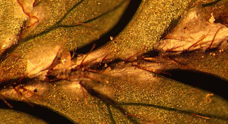 A possible mite predator (left) of the Dicksonia gall mite, Aceria gersoni (Acari: Eriophyidae) on the white webbing on the underside of a frond of Rough tree fern, Dicksonia squarrosa (Dicksoniaceae). Creator: Nicholas A. Martin. © Plant & Food Research. [Image: 2SKY]