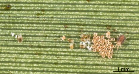 A colony of the Cabbage tree mite, Tetranychus species 1, (Acari: Tetranychidae) on the underside of a leaf of Cabbage tree, Cordyline australis (Asparagaceae): note the brown eggs. Creator: Tim Holmes. © Plant & Food Research. [Image: 2SN8]