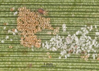 A colony of the Cabbage tree mite, Tetranychus species 1, (Acari: Tetranychidae) on the underside of a leaf of Cabbage tree, Cordyline australis (Asparagaceae): note the brown eggs and the white egg shells and moulted skins. Creator: Tim Holmes. © Plant & Food Research. [Image: 2SN9]