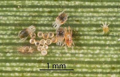 A colony of the Cabbage tree mite, Tetranychus species 1, (Acari: Tetranychidae) on the underside of a leaf of Cabbage tree, Cordyline australis (Asparagaceae): note the brown eggs, large adult females, the adult male with a narrow pointed abdomen and the pale larva (right). Creator: Tim Holmes. © Plant & Food Research. [Image: 2SNA]