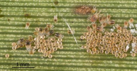 A colony of the Cabbage tree mite, Tetranychus species 1, (Acari: Tetranychidae) on the underside of a leaf of Cabbage tree, Cordyline australis (Asparagaceae). Creator: Tim Holmes. © Plant & Food Research. [Image: 2SNB]