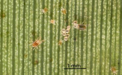 A small group of the Cabbage tree mites, Tetranychus species 1, (Acari: Tetranychidae) on the underside of a leaf of Cabbage tree, Cordyline australis (Asparagaceae): note the adult male with a narrow pointed abdomen (left). Creator: Tim Holmes. © Plant & Food Research. [Image: 2SNC]