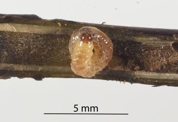 Weevil larvae, Hebe leaf & stem borer, Oreocalus albosparsus (Curculionidae) on its cut open burrow in a stem of Veronica macrocarpa (Plantaginaceae). Creator: Tim Holmes. © Plant & Food Research. [Image: 2SYQ]
