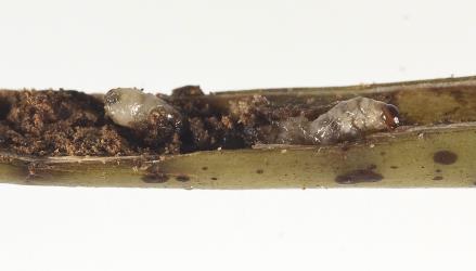 Weevil larvae, Hebe leaf & stem borer, Oreocalus albosparsus (Curculionidae) in its cut open burrow in a stem of Veronica macrocarpa (Plantaginaceae): note the fatty tissue in this larva. Creator: Tim Holmes. © Plant & Food Research. [Image: 2SYT]