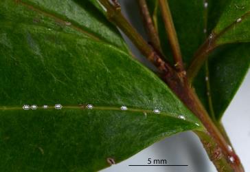 Small nymphs of Soft wax scales, Ceroplastes destructor (Hemiptera: Coccidae) on a leaf of Syzygium sp. (Myrtaceae). Creator: Nicholas A. Martin. © Plant & Food Research. [Image: 2T7X]