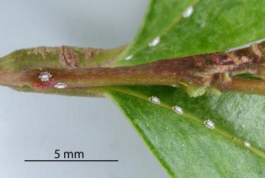 Young nymphs of Soft wax scales, Ceroplastes destructor (Hemiptera: Coccidae) on leaves and a young stem of Syzygium sp. (Myrtaceae). Creator: Nicholas A. Martin. © Plant & Food Research. [Image: 2T7Y]