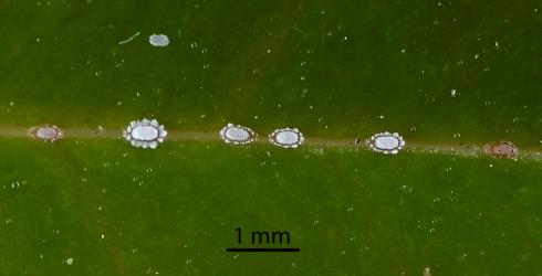 Small nymphs of Soft wax scales, Ceroplastes destructor (Hemiptera: Coccidae) on a leaf of Syzygium sp. (Myrtaceae). Creator: Nicholas A. Martin. © Plant & Food Research. [Image: 2T7Z]