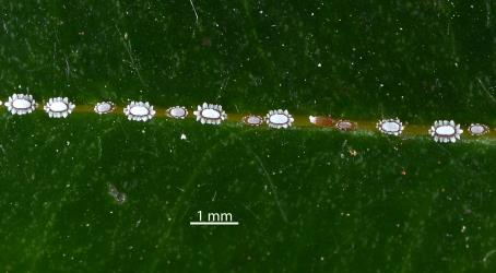 Small nymphs of Soft wax scales, Ceroplastes destructor (Hemiptera: Coccidae) on a leaf of Syzygium sp. (Myrtaceae). Creator: Nicholas A. Martin. © Plant & Food Research. [Image: 2T80]