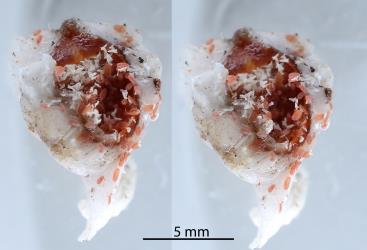 Two images of an upturned adult female Soft wax scale, Ceroplastes destructor (Hemiptera: Coccidae) showing the eggs, white egg shells and nymphs. Creator: Nicholas A. Martin. © Plant & Food Research. [Image: 2T81]