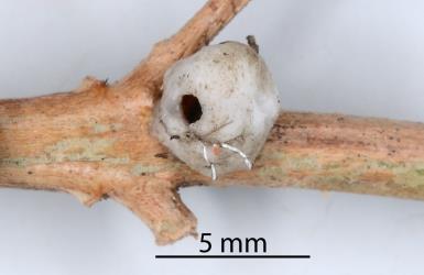 Adult female Soft wax scale, Ceroplastes destructor (Hemiptera: Coccidae) on stem of Syzygium sp., (Myrtaceae) with the exit hole of a wasp (Hymenoptera) parasitoid. Creator: Nicholas A. Martin. © Plant & Food Research. [Image: 2T82]