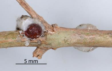 Some of the soft white wax removed from an adult female Soft wax scale, Ceroplastes destructor (Hemiptera: Coccidae) on stem of Syzygium sp. (Myrtaceae): note the dark red-brown rigid test that covers the scale body. Creator: Nicholas A. Martin. © Plant & Food Research. [Image: 2T83]