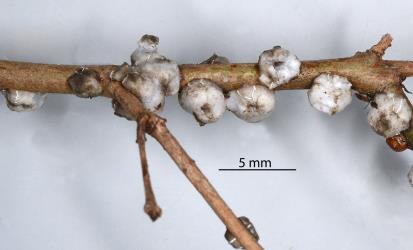 Adult female Soft wax scales, Ceroplastes destructor (Hemiptera: Coccidae) on stem of Syzygium sp. (Myrtaceae). Creator: Nicholas A. Martin. © Plant & Food Research. [Image: 2T84]