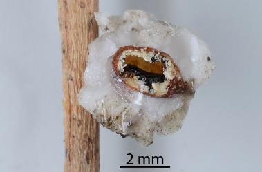 Underside of an adult female Soft wax scale, Ceroplastes destructor (Hemiptera: Coccidae) containing a pupa (black) of a wasp (Hymenoptera) parasitoid. Creator: Nicholas A. Martin. © Plant & Food Research. [Image: 2T85]