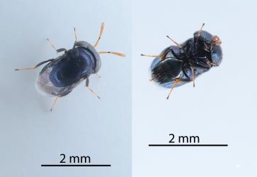 The upper side (left) and underside (right) of a wasp (Hymenoptera) parasitoid that emerged from an adult female Soft wax scale, Ceroplastes destructor (Hemiptera: Coccidae). Creator: Nicholas A. Martin. © Plant & Food Research. [Image: 2T86]