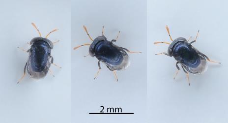 Three images of the upper side of a wasp (Hymenoptera) parasitoid that emerged from an adult female Soft wax scale, Ceroplastes destructor (Hemiptera: Coccidae). Creator: Nicholas A. Martin. © Plant & Food Research. [Image: 2T87]