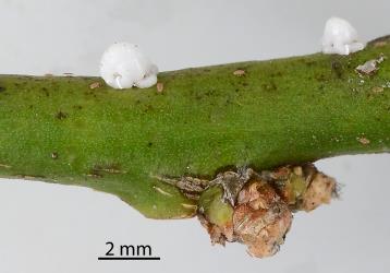 Third instar (stage) nymphs of Soft wax scale, Ceroplastes destructor (Hemiptera: Coccidae) on stems of Tahiti lime, Citrus aurantiifolia (Rutaceae). Creator: Nicholas A. Martin. © Plant & Food Research. [Image: 2T89]