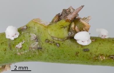 Third instar (stage) nymphs of Soft wax scale, Ceroplastes destructor (Hemiptera: Coccidae) on stems of Tahiti lime, Citrus aurantiifolia (Rutaceae): note the forward pointing ‘horn’ of white wax. Creator: Nicholas A. Martin. © Plant & Food Research. [Image: 2T8A]