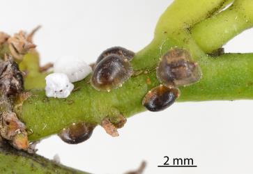 Two white third instar (stage) nymphs of Soft wax scale, Ceroplastes destructor (Hemiptera: Coccidae) on stems of Tahiti lime, Citrus aurantiifolia (Rutaceae) with brown adult female Soft brown scale, Coccus hesperidum Linnaeus, 1758 (Hemiptera: Coccidae). Creator: Nicholas A. Martin. © Plant & Food Research. [Image: 2T8B]