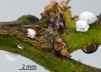 White third instar (stage) nymphs of Soft wax scale, Ceroplastes destructor (Hemiptera: Coccidae) on stems of Tahiti lime, Citrus aurantiifolia (Rutaceae) with a brown adult female Soft brown scale, Coccus hesperidum Linnaeus, 1758 (Hemiptera: Coccidae). Creator: Nicholas A. Martin. © Plant & Food Research. [Image: 2T8C]