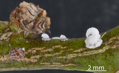 White third instar (stage) nymphs of Soft wax scale, Ceroplastes destructor (Hemiptera: Coccidae) on stems of Tahiti lime, Citrus aurantiifolia (Rutaceae) with a juvenile (left) brown Soft brown scale, Coccus hesperidum Linnaeus, 1758 (Hemiptera: Coccidae). Creator: Nicholas A. Martin. © Plant & Food Research. [Image: 2T8D]