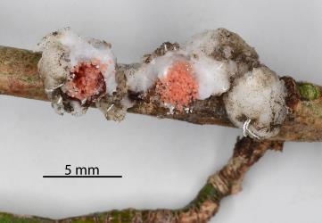 The pink eggs exposed in female Soft wax scale, Ceroplastes destructor (Hemiptera: Coccidae) on stem of Syzygium sp. (Myrtaceae). Creator: Nicholas A. Martin. © Plant & Food Research. [Image: 2T8E]