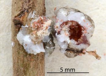 Pink eggs, white egg shells and first instar nymphs exposed in female Soft wax scale, Ceroplastes destructor (Hemiptera: Coccidae) on stem of Syzygium sp. (Myrtaceae). Creator: Nicholas A. Martin. © Plant & Food Research. [Image: 2T8F]