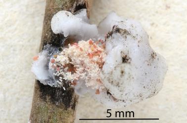 Pink eggs, white egg shells and first instar nymphs exposed in female Soft wax scale, Ceroplastes destructor (Hemiptera: Coccidae) on stem of Syzygium sp. (Myrtaceae). Creator: Nicholas A. Martin. © Plant & Food Research. [Image: 2T8G]