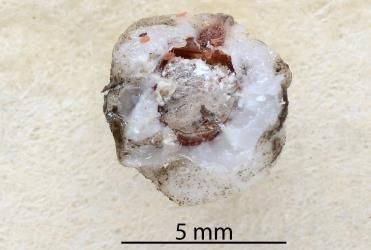 The underside of a female Soft wax scale, Ceroplastes destructor (Hemiptera: Coccidae): note the thin white wax base to the egg chamber and the groove through which honeydew was excreted. Creator: Nicholas A. Martin. © Plant & Food Research. [Image: 2T8H]