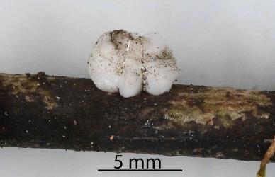 Adult female Soft wax scale, Ceroplastes destructor (Hemiptera: Coccidae) on stem of Syzygium sp. (Myrtaceae). Creator: Nicholas A. Martin. © Plant & Food Research. [Image: 2T8J]