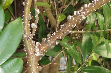 Third instar nymphs and adult female Soft wax scales, Ceroplastes destructor (Hemiptera: Coccidae) on stems of Syzygium sp. (Myrtaceae). Creator: Nicholas A. Martin. © Nicholas A. Martin. [Image: 2T8K]