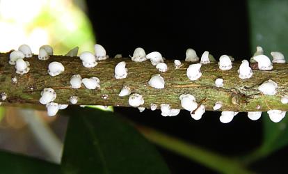 Third instar nymphs of Soft wax scales, Ceroplastes destructor (Hemiptera: Coccidae) on stems of Syzygium sp. (Myrtaceae). Creator: Nicholas A. Martin. © Nicholas A. Martin. [Image: 2T8L]