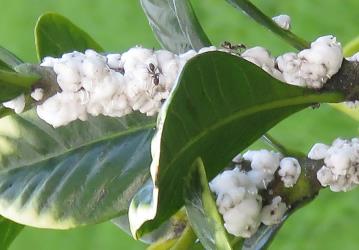 Two worker ants (Formicidae: Hymenoptera) feeding on honeydew produced by Soft wax scale, Ceroplastes destructor (Hemiptera: Coccidae) living on Gardenia, Gardenia sp. (Rubiaceae). Creator: Nicholas A. Martin. © Nicholas A. Martin. [Image: 2T8M]