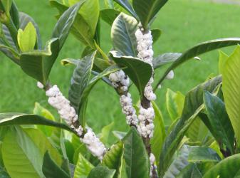 Soft wax scale, Ceroplastes destructor (Hemiptera: Coccidae) on stems of Gardenia, Gardenia sp. (Rubiaceae). Creator: Nicholas A. Martin. © Nicholas A. Martin. [Image: 2T8N]