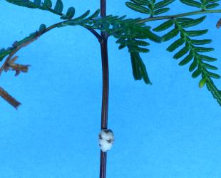 Adult female Chinese wax scale, Ceroplastes sinensis (Hemiptera: Coccidae) on a frond of bracken, Pteridium esculentum (Dennstaedtiaceae). Creator: Nicholas A. Martin. © Plant & Food Research. [Image: 2T8U]