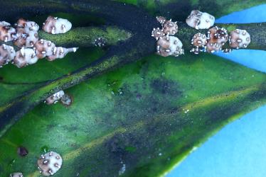 Adult females and third instar (stage) nymphs of Chinese wax scale, Ceroplastes sinensis (Hemiptera: Coccidae) on a stem of Mangrove, Avicennia marina (Acanthaceae). Creator: Nicholas A. Martin. © Plant & Food Research. [Image: 2T8W]