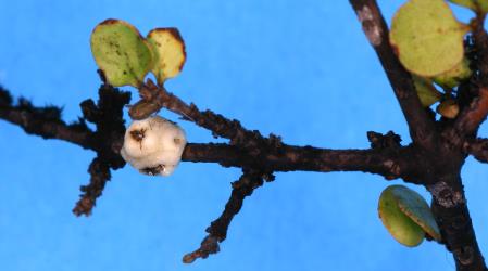 Adult female Chinese wax scale, Ceroplastes sinensis (Hemiptera: Coccidae) on a stem of Twiggy Coprosma, Coprosma rhamnoides (Rubiaceae). Creator: Nicholas A. Martin. © Plant & Food Research. [Image: 2T8X]