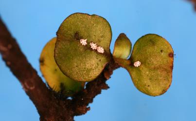 Young nymphs of Chinese wax scale, Ceroplastes sinensis (Hemiptera: Coccidae) on a leaf of Twiggy Coprosma, Coprosma rhamnoides (Rubiaceae). Creator: Nicholas A. Martin. © Plant & Food Research. [Image: 2T8Y]