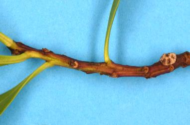 Adult female Chinese wax scale, Ceroplastes sinensis (Hemiptera: Coccidae) on a stem of Australian ngaio, Myoporum insulare (Scrophulariaceae). Creator: Nicholas A. Martin. © Plant & Food Research. [Image: 2T90]