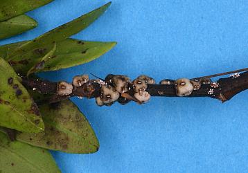 Adult females and thried instar nymphs of Chinese wax scale, Ceroplastes sinensis (Hemiptera: Coccidae) on leaves of Hebe, Veronica stricta (Plantaginaceae). Creator: Nicholas A. Martin. © Plant & Food Research. [Image: 2T91]