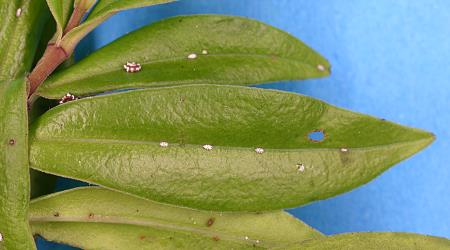 Young nymphs of Chinese wax scale, Ceroplastes sinensis (Hemiptera: Coccidae) on leaves of Hebe, Veronica stricta (Plantaginaceae). Creator: Nicholas A. Martin. © Plant & Food Research. [Image: 2T92]