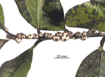 Adult Chinese wax scale, Ceroplastes sinensis (Hemiptera: Coccidae) on a stem of Feijoa, Acca sellowiana (Myrtaceae): note the black sooty mould that grows on the honeydew. Creator: Nicholas A. Martin. © Plant & Food Research. [Image: 2T95]