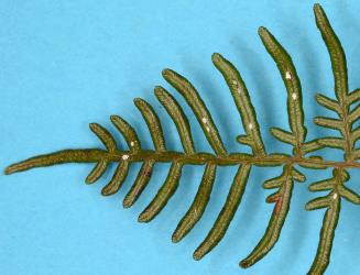 Young nymphs of Chinese wax scale, Ceroplastes sinensis (Hemiptera: Coccidae) on a frond of bracken, Pteridium esculentum (Dennstaedtiaceae). Creator: Nicholas A. Martin. © Plant & Food Research. [Image: 2T97]