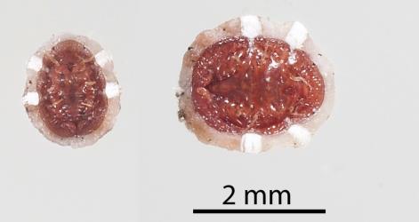 Underside of a third instar nymph (left and probably a young adult female (right) Chinese wax scale, Ceroplastes sinensis (Hemiptera: Coccidae): note the legs used for walking to new feeding sites. Creator: Tim Holmes. © Plant & Food Research. [Image: 2T9A]