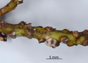 Adult female Chinese wax scale, Ceroplastes sinensis (Hemiptera: Coccidae) on a stem of Ngaio, Myoporum laetum (Scrophulariaceae). Creator: Nicholas A. Martin. © Plant & Food Research. [Image: 2T9B]