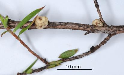 Adult female Chinese wax scale, Ceroplastes sinensis (Hemiptera: Coccidae) on a stem of Mānuka, Leptospermum scoparium (Myrtaceae). Creator: Nicholas A. Martin. © Plant & Food Research. [Image: 2T9C]