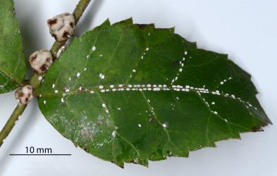Adult females and young nymphs of Chinese wax scale, Ceroplastes sinensis (Hemiptera: Coccidae) on a leaf of Brazilian pepper tree, Schinus terebinthifolius (Anacardiaceae). Creator: Nicholas A. Martin. © Plant & Food Research. [Image: 2T9E]